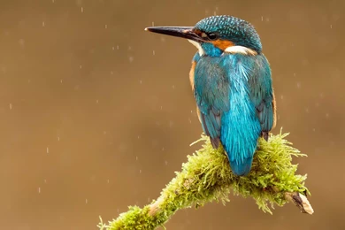 Kingfisher Full HD Desktop Wallpapers 776 Hd Wallpapers
