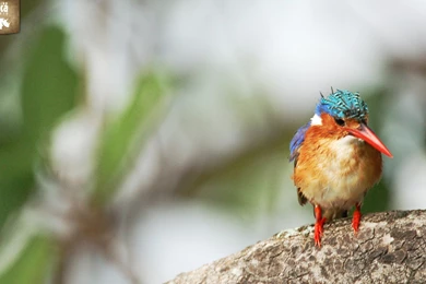 Rhino Africa Downloads   Wildlife Wallpapers