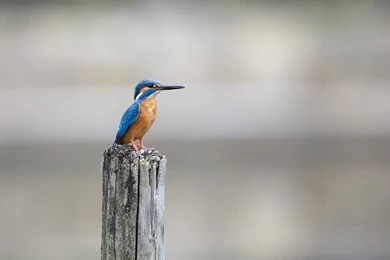 Birds Couple HD Wallpapers For Desktop And Mobile