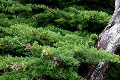 Wallpapers Bonsai Tree Safe 1600x1200