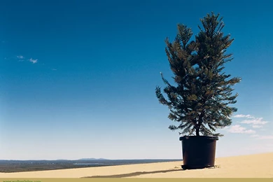 WollemiPine.com   Download The Wollemi Pine Wallpaper.