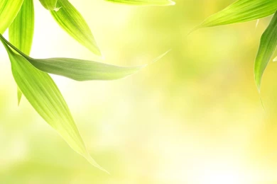 Green Leaves 800x600 Wallpapers, 800x600 Wallpapers & Pictures ...