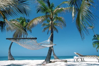 Summer Holiday Hammock On A Beach With Palm