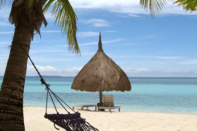 Palm Tree Hammock Beach Thatch Umbrella 52295   Beach Photo ...