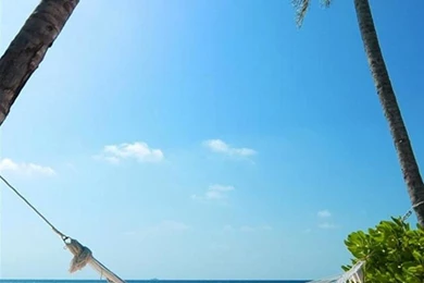 Exotic Beach Palm Trees Hammock HD Wallpapers