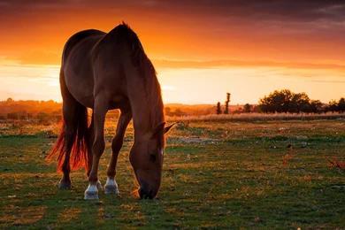 The White Horse HD Wallpapers For Desktop In High Quality