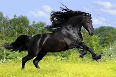 Black Horse HD Wallpapers,Widescreen Hd Desktop Backgrounds