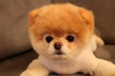 Animals Dogs Pets Pomeranian Boo Wallpapers