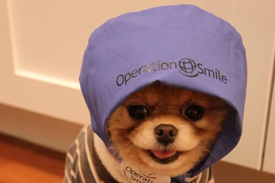 Boo Dog Wallpapers HD