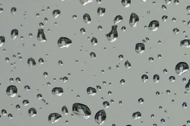 Branch With Raindrops Wallpapers   Free iPhone Wallpapers