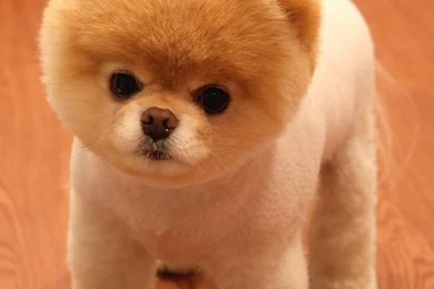 Worlds Cutest Dog” Becoming A Licensing Tycoon? Accessories . Boo ...