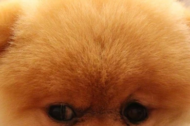 Animals Dogs Pets Pomeranian Boo Wallpapers