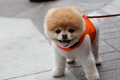 Animals Dogs Pets Pomeranian Boo Wallpapers
