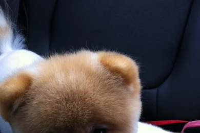 Animals Dogs Ride Pets Pomeranian Boo Wallpapers