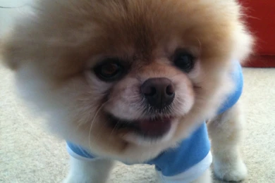 Boo Cute Wallpapers 2014 High Definition