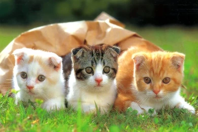 Cute Cats Pictures