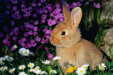 Pet Wallpapers   Download Free Pet Posts Related Bunny Rabbits ...
