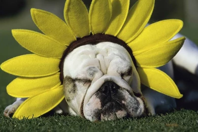 Wallpapers And Pics: Cute Pets Wallpapers