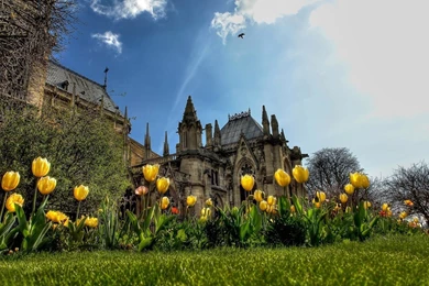 Yellow Tulips Near Castle HD Desktop Wallpapers