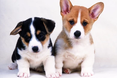Little Dogs Cute Loving Dogs Animals Pets Wallpapers. Cute Pet ...