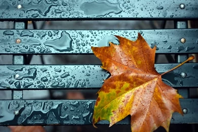 Autumn Leaves On The Bench Wallpapers High Defi