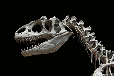 10 Awesome Dinosaur Wallpapers Designs   DinoPit