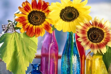 Flowers Desktop Backgrounds Free Wallpapers 3d Hd Pictures.