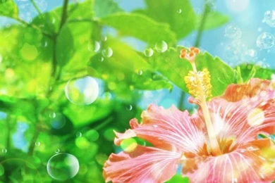 Flower Wallpaper Backgrounds   Flowers : Tree Of Life