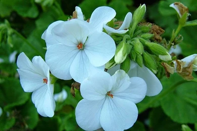 5 Lovely Flowers Wallpapers Desktop Backgrounds Full Screen ...