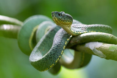 Top Viewed   Wallpaperfect.com