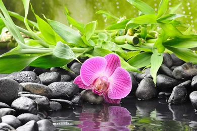 Bamboo And Zen Stones Wallpapers