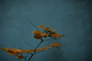 Zen Nature Photography Wallpapers   1024x768 Wallpapers Download ...