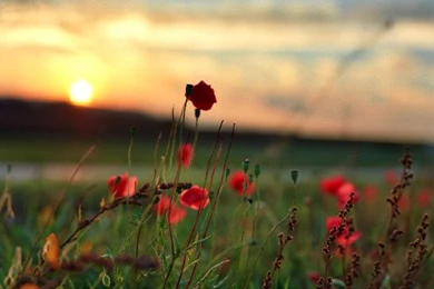 Nature Wallpapers In Hd