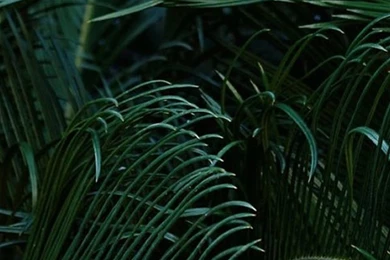 Iphone Green Nature Plants Backgrounds Wallpapers Lockscreen ...