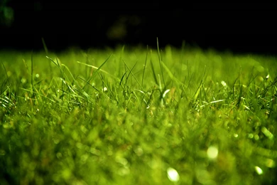 Nature Wallpapers Tumblr WALI17