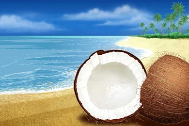 Coconut Beach Nature Free HD Wallpapers