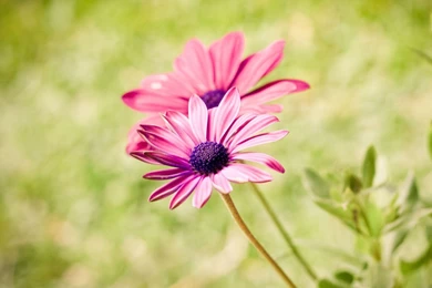 21 Summer Flowers Wallpapers