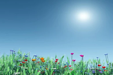 Summer Flowers Wallpapers 101 170277 For Desktop Backgrounds