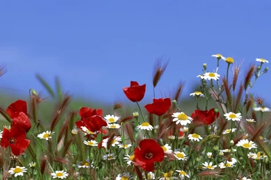 Field Of Flowers Summer HD Desktop Wallpapers : High Definition