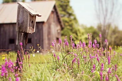 Summer Flowers Images Download