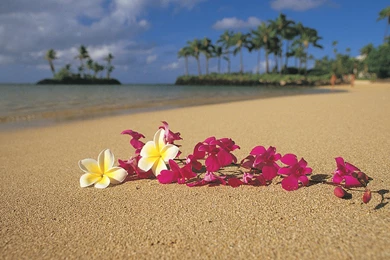 Romantic Summer Flowers On The Beach Wallpapers, Beach Pictures ...
