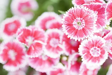 Flower Images To Color And Wallpapers Download