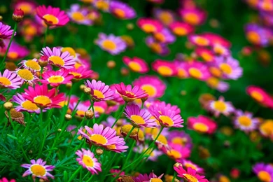 Flowers Wallpapers
