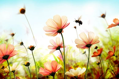 Summer Flowers Wallpapers