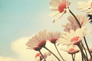 Summer Flower Sepia   The iPhone Wallpapers   Theiphonewalls.com ...