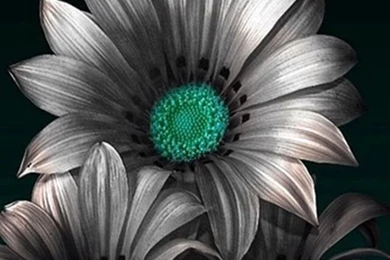 HD Wallpapers Zedge Wallpapers Zone