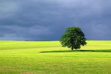 Wallpapers Landscape Tree Windows Scenery 1280x1024