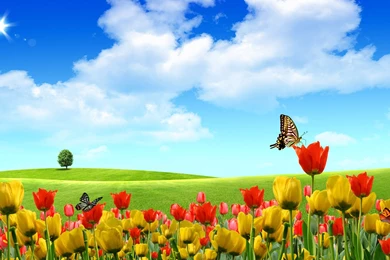 Wallpapers Hd Nature Spring