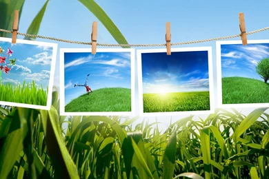 Nature Desktop Wallpapers Spring Tree