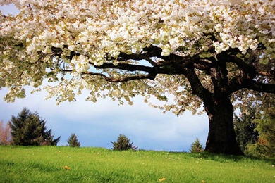 Nature Spring, The Cherry Trees, White Cherry Blossoms In Full ...